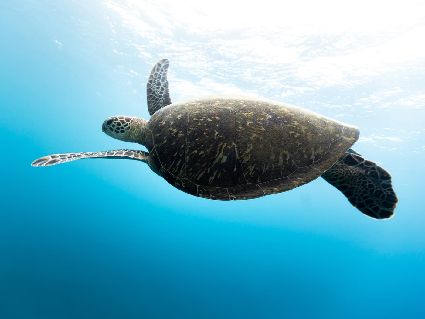 三宅島のアオウミガメ