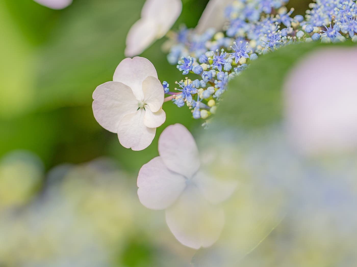 村の花「ガクアジサイ」