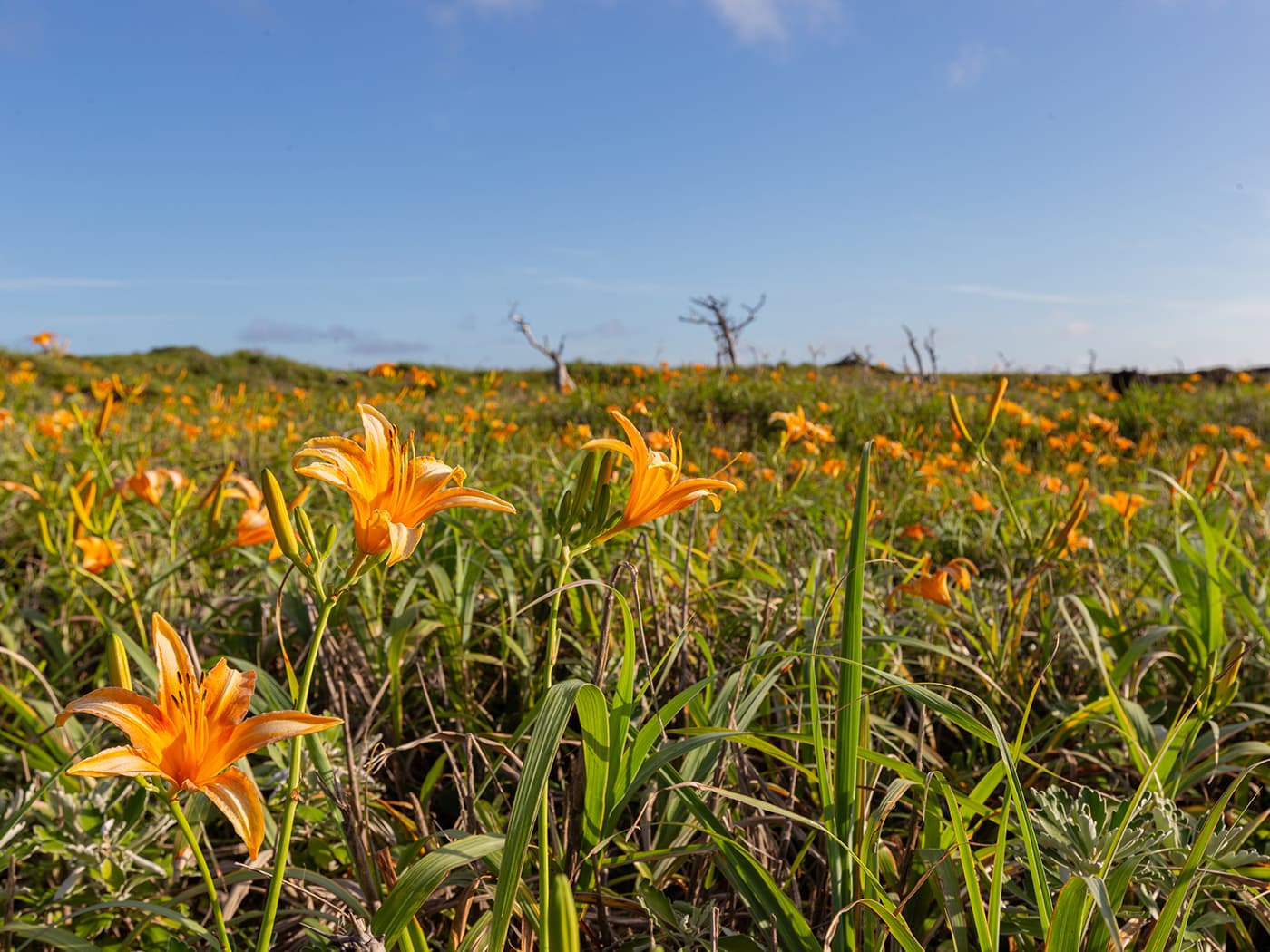 三宅島のハマカンゾウ